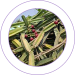 Ashthishrunkala Extract 