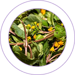 Jambu (Syzygium cumini) 