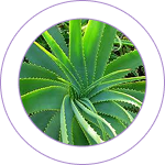Kumari (Aloe Vera)