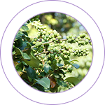 Mahayogaraja Guggulu