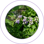 Nirgundi Ghana (Vitex negundo)