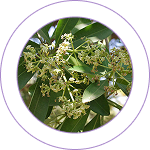 Saptaparna (Alstonia scholaris)