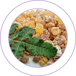 Shallaki (Boswellia serrata Roxb.) 