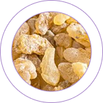 Shallaki (Boswellia serrata Roxb.) 