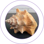 Shankha Bhasma (Conch Shell) 