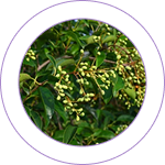 Trayodashanga Guggulu 