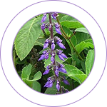 Gandira