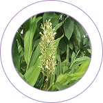 Rasna (Alpinia galanga) 