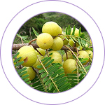 Amalaki (Emblica officinalis)