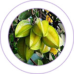 Arjuna (Terminalia arjuna) 