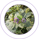 Bakuchi (Psoralea corylifolia) 