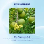 Bilva Churna (90Gms) -Ayurvibes - Image 4