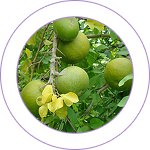 Bilva (Aegle marmelos)