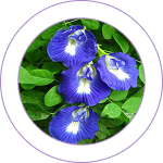 Shankhpushpi (Convolvulus pluricaulis) 