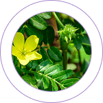 Gokshura (Tribulus terrestris) 