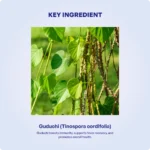 Guduchi Churna (90Gms) - Ayurvibes - Image 4