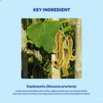 Kapikacchu Churna (90Gms) – Ayurvibes - Image 4