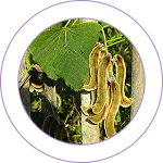 Kapikacchu (Mucuna pruriens) 