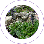 Katuki (Picrorhiza kurroa)