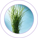 Doorva (Cynodon dactylon) 