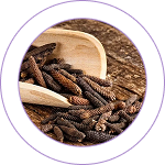 Pippali (Piper longum)