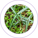 Sariva (Hemidesmus indicus)