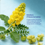 Gokshura Churna (90Gms) – Ayurvibes - Image 4