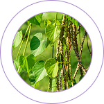 Arjuna (Terminalia arjuna) 