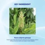 Rasna Churna (90gms) – Ayurvibes - Image 4