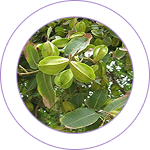 Arjuna Bark (Terminalia arjuna) 