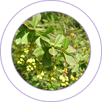Daruharidra – Berberis aristata extract 
