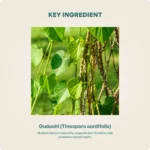 Guduchi Tablet 850 Mg (60tabs) – Ayur Vibes - Image 4