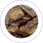 Kanchanara Bark (Bauhinia variegata) 