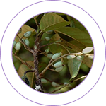 Lodhra (Symplocos racemosa) 