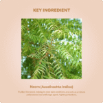 Neem Tablet 850mg 60Tabs – Ayur Vibes - Image 4