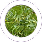 Nimba (Azadirachta indica) 