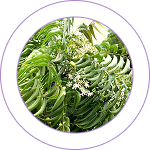 Neem (Azadirachta indica)