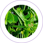 Hadjod (Cissus quadrangularis) 