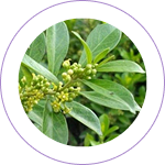 Madhunashini (Gymnema sylvestre)