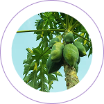 Papaya Leaf Extract