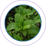 Pudina Satva (Menthol)