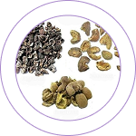 Triphala