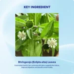 Bhringaraja Churna - Image 4