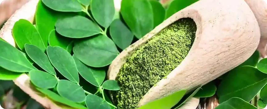 What is Moringa