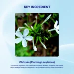 Chitraka Churna - Image 4