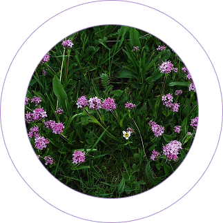 Jatamamsi (Nardostachys jatamansi)