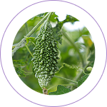 Karela (Momordica charantia)