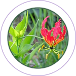 Langali Ghana (Gloriosa superba)