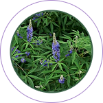 Nirgundi Ghana (Vitex negundo)