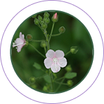 Udeechya (Pavonia odorata)